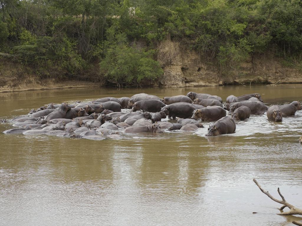 Ngerende Island Lodge (Adults Only) Maasai Mara Exteriör bild